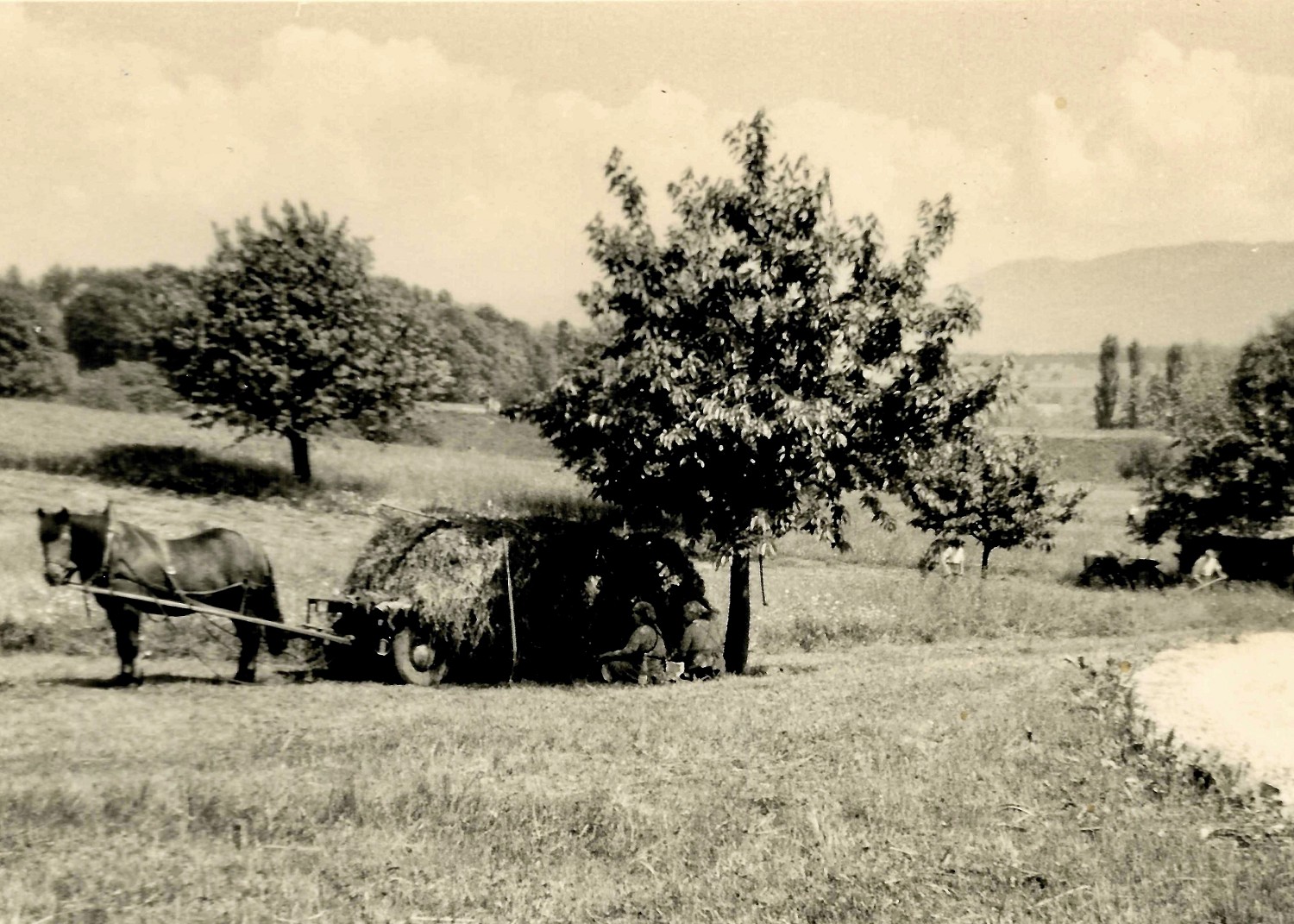 Heuen 1 Mumpf Wittmat 1963