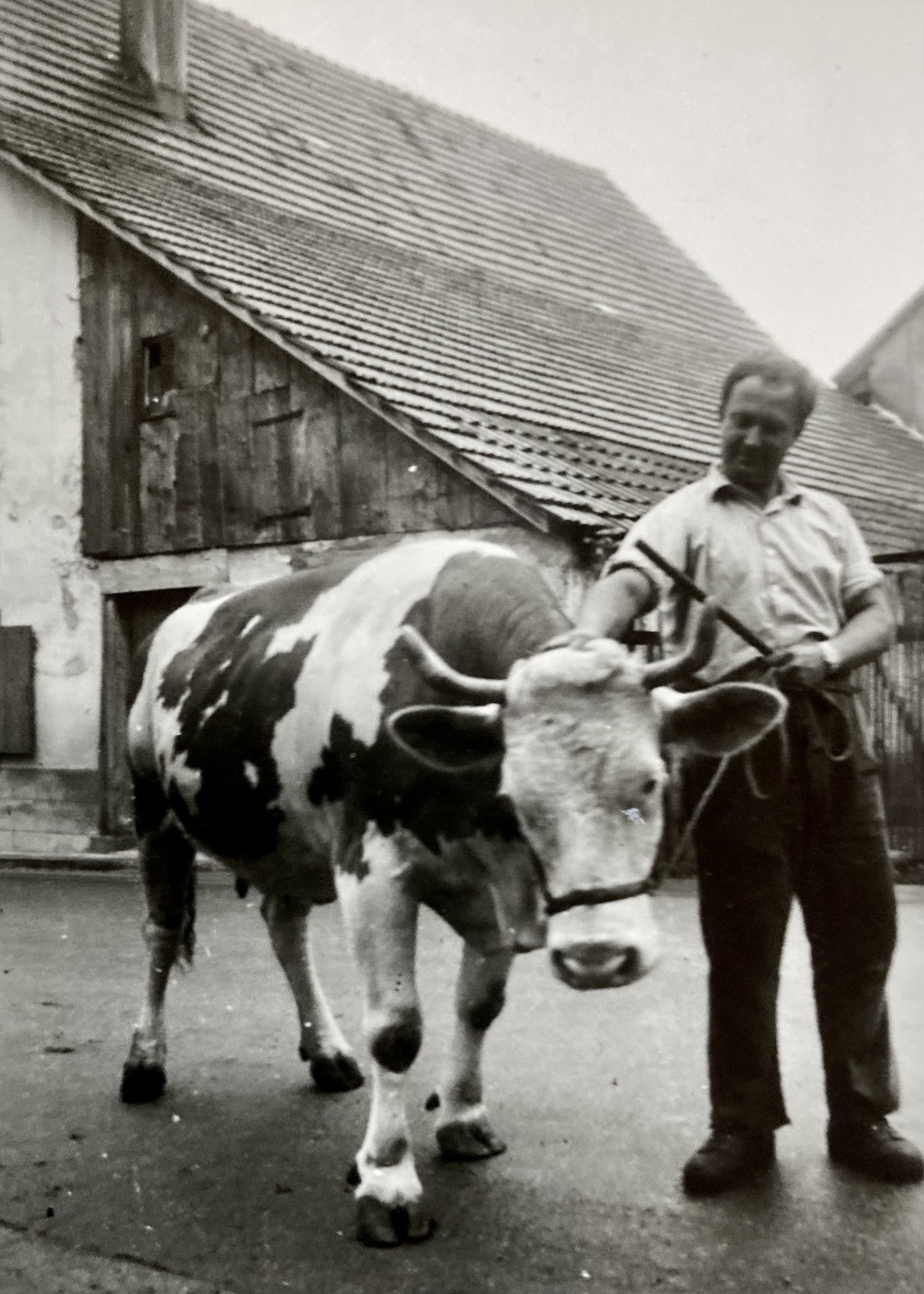 Otto mit Kuh